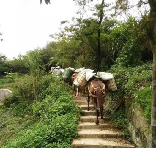 安徽山區(qū)馬幫運輸