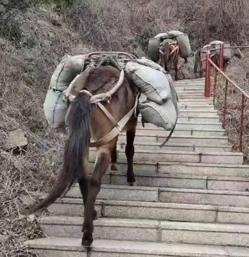 安徽騾馬運(yùn)輸